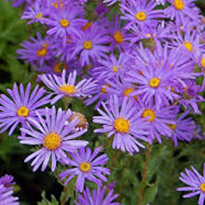 Aster - Native Support Plants Included with Fruit Tree