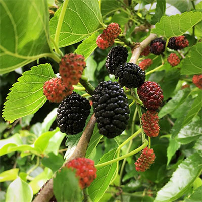 Dwarf Mulberry Tree - Charleston's Health Inititative