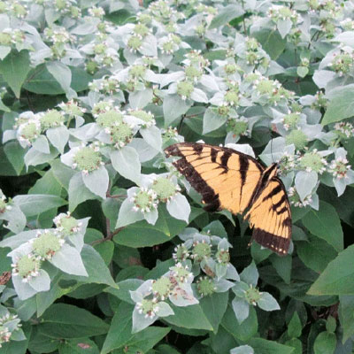 Native Mint - Native Support Plants Included with Fruit Tree