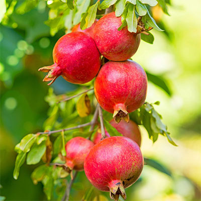 Pomegranate Tree - Charleston's Health Inititative