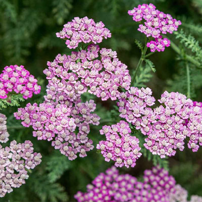 Yarrow - Native Support Plants Included with Fruit Tree