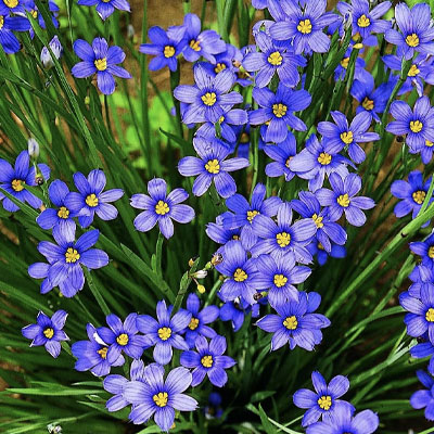 Blue Eyed Grass - Native Support Plants Included with Fruit Tree