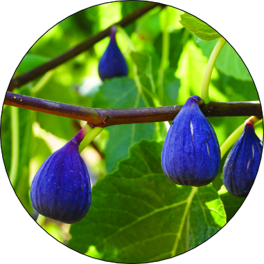 Fig Tree - Charleston's Health Inititative