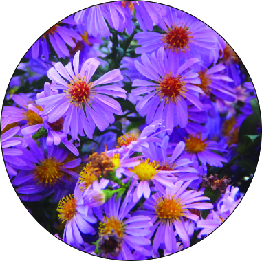 Aster - Native Support Plants Included with Fruit Tree