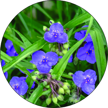 Blue Eyed Grass - Native Support Plants Included with Fruit Tree