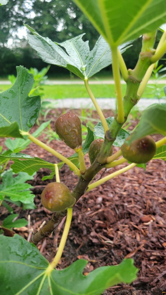 Fig Tree Charleston