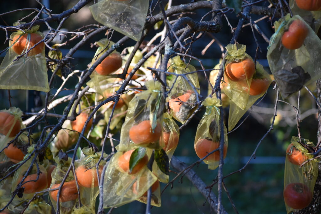 Persimmon fruit tree
