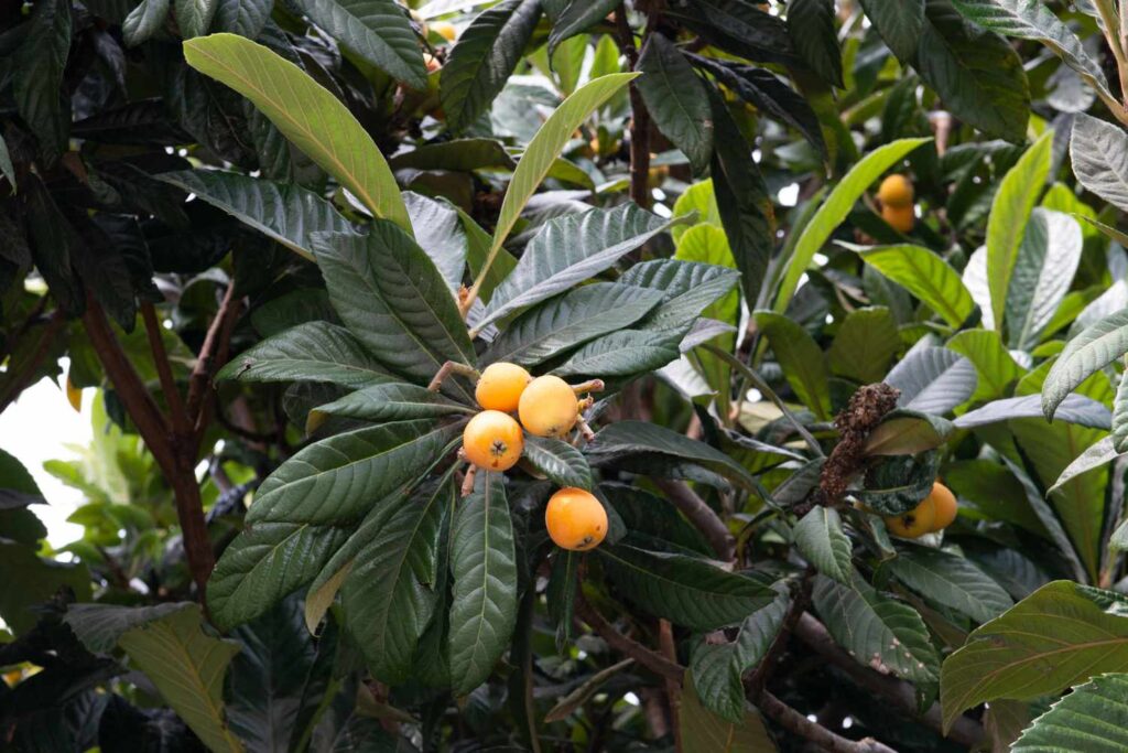 Loquat Charleston