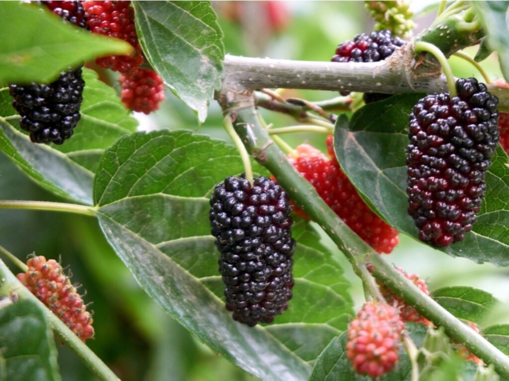 Mulberry Charleston